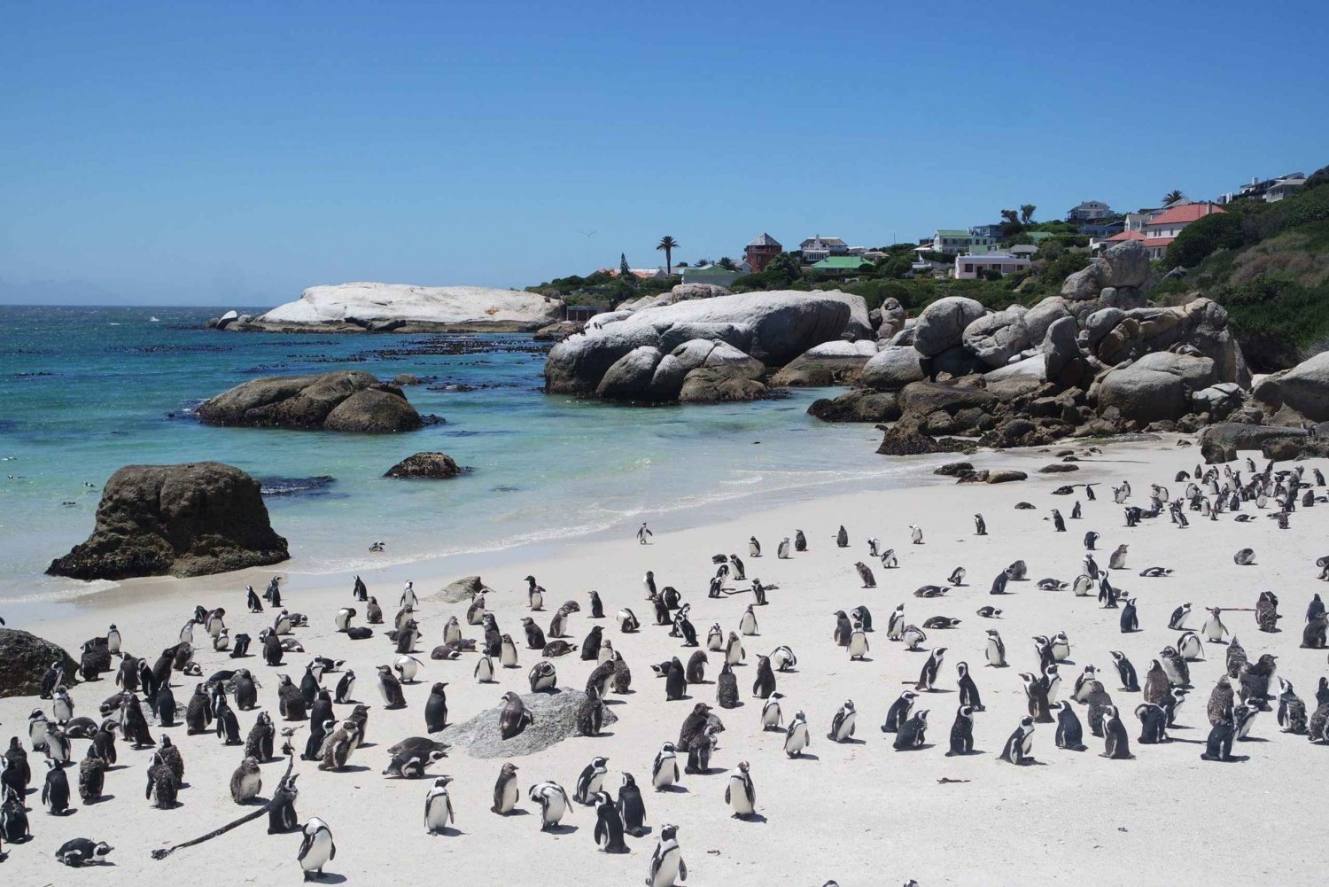 Private Day Tour Cape Point, Cape Of Good Hope & Penguins.