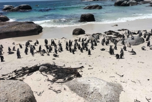 Private Day Tour Cape Point, Cape Of Good Hope & Penguins