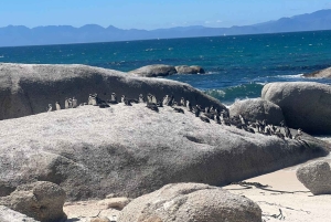 Private Day Tour Cape Point, Cape Of Good Hope & Penguins