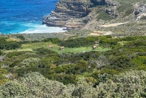 Private Day Tour Cape Point, Cape Of Good Hope & Penguins