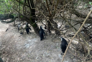 Private Day Tour Cape Point, Cape Of Good Hope & Penguins