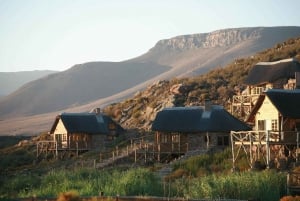 Cape Town: Privat heldagsutflukt til Big 5 Aquila viltreservat i Cape Town