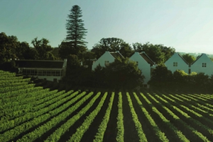 Private Full-Day Wine Tour and Tasting from Cape Town