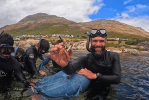 Privat guidad snorkling – den afrikanska havsskogen