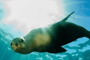 Privat guidad snorkling – den afrikanska havsskogen