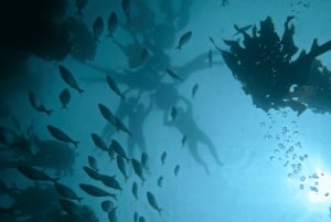 Privat guidad snorkling – den afrikanska havsskogen