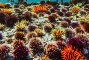 Privat guidad snorkling – den afrikanska havsskogen