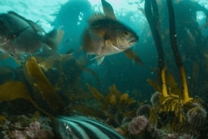 Privat guidad snorkling – den afrikanska havsskogen