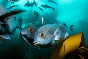 Privat guidad snorkling – den afrikanska havsskogen