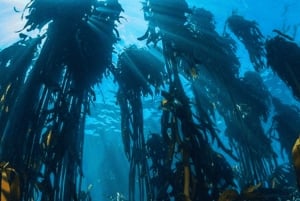 Privat guidad snorkling – den afrikanska havsskogen