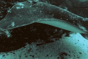 Privat guidet snorkleopplevelse – den afrikanske havskogen