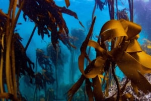 Privat guidet snorkleopplevelse – den afrikanske havskogen