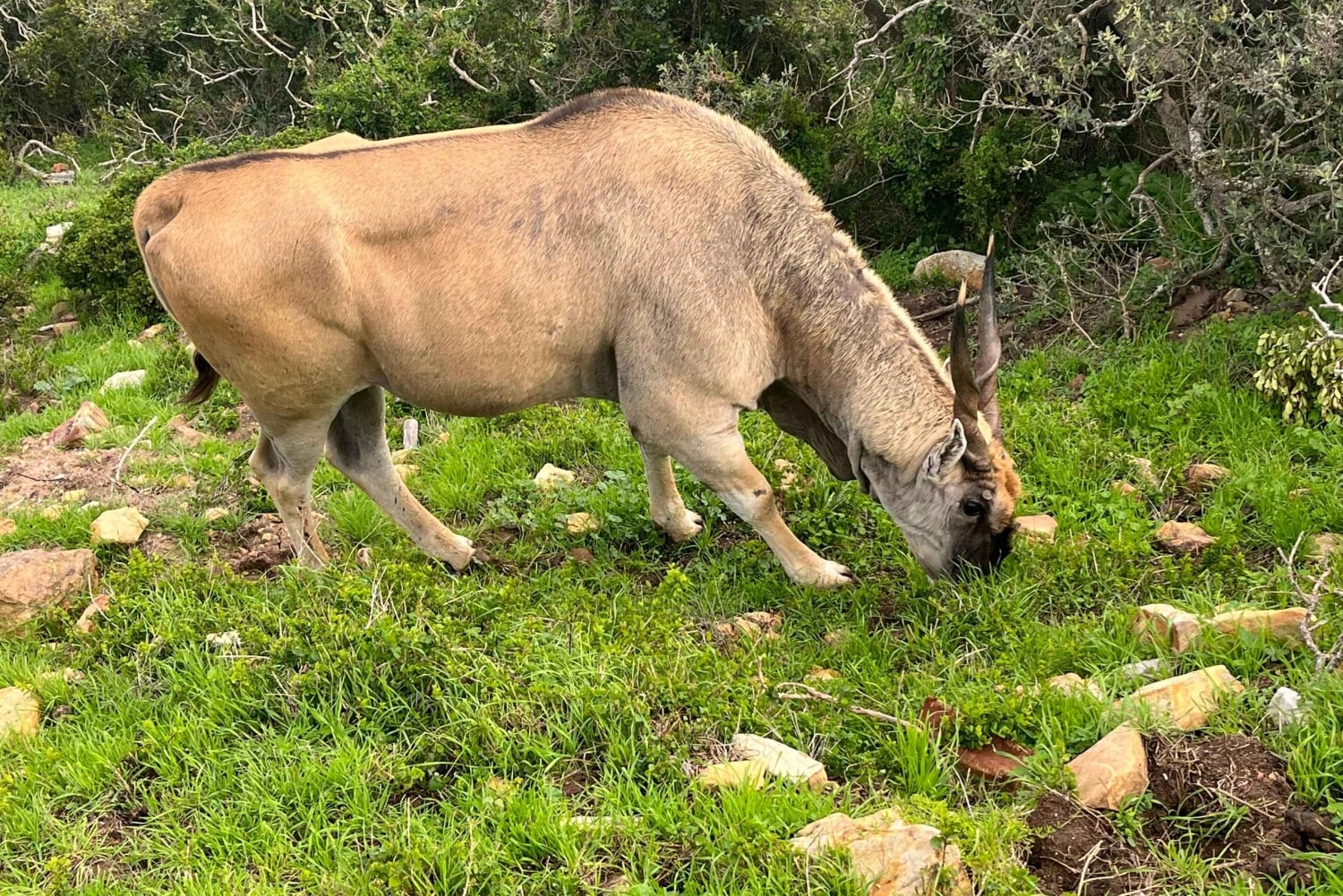 Visita guiada particular ao Cabo da Boa Esperança e à Colónia dos Pinguins