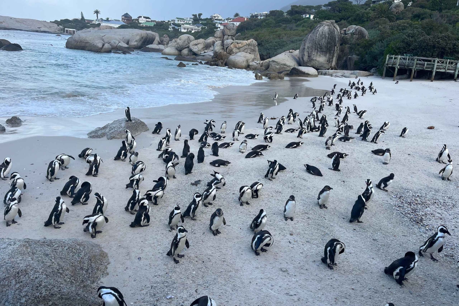 Visita guiada particular ao Cabo da Boa Esperança e à Colónia dos Pinguins