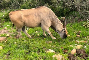 Prywatna wycieczka z przewodnikiem do Przylądka Dobrej Nadziei i Kolonii Pingwinów