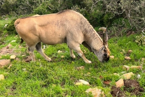 Visita guiada particular ao Cabo da Boa Esperança e à Colónia dos Pinguins