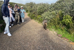 Visita guiada particular ao Cabo da Boa Esperança e à Colónia dos Pinguins
