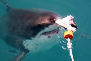 Prywatne nurkowanie w klatce z rekinami