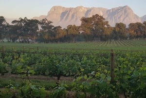 Tour particular de vinhos em Stellenbosch e Franschhoek