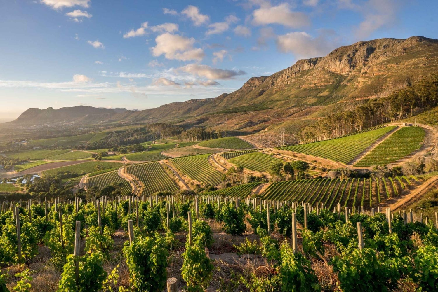 Private Top Award-Winning Cape Wine Tasting Full Day Tour