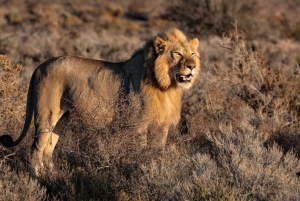 Privétour - Beleef een Big-5 safari in Kaapstad