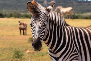 Privat tur - oplev Big-5-safari i Cape Town