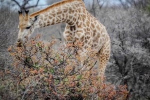 Tour privato - Esperienza di safari Big-5 a Città del Capo
