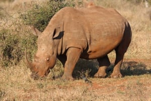 Prywatna wycieczka - przeżyj Safari Big-5 w Kapsztadzie