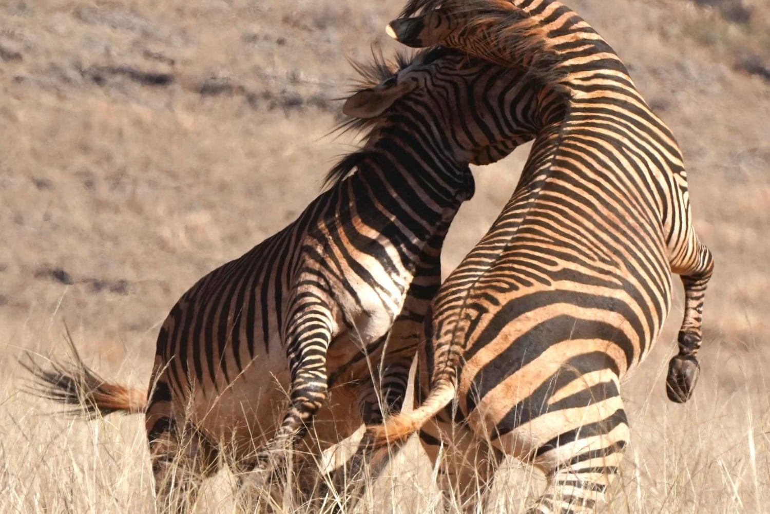 Wycieczka prywatna: Safari Big 5, poznaj dzikie zwierzęta