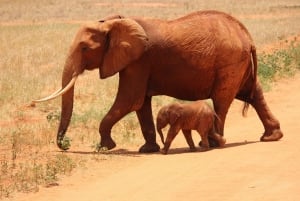 Privat rundtur: Big 5 Safari, Upplev de vilda djuren
