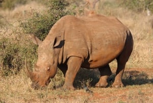 Privat tur: Big 5 Safari, oplev de vilde dyr