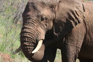 Privétour: Big 5 Safari, Ervaar de wilde dieren