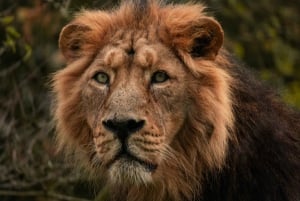 Tour privato: Safari dei Big 5, esperienza con gli animali selvatici