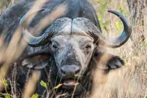 Private Tour: Big 5 Safari, Experience the wild animals