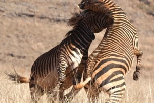 Wycieczka prywatna: Safari Big 5, poznaj dzikie zwierzęta