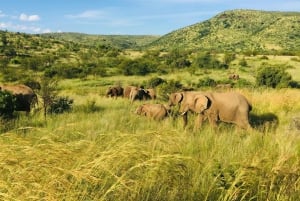 Wycieczka prywatna: Safari Big 5, poznaj dzikie zwierzęta