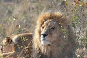 Wycieczka prywatna: Safari Big 5, poznaj dzikie zwierzęta