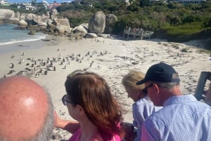 Privat rundtur: Cape of Good Hop>Chapman's >Penguin>Seal island