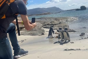Yksityinen retki: Cape of Good Hop>Chapman's >Penguin>Seal island