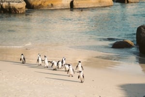 Tour Privado:Península del Cabo &Penguin Beach, Cape Point &más