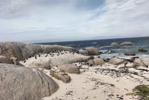 Circuit privé : Péninsule du Cap, plage de Pingouin, Pointe du Cap et autres