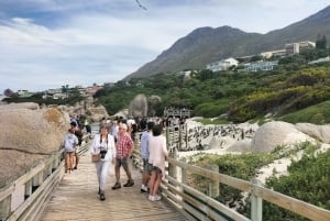 プライベート ツアー: ケープ半島とペンギン ビーチ、ケープ ポイントなど