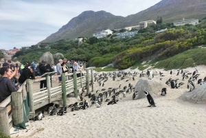 プライベート ツアー: ケープ半島とペンギン ビーチ、ケープ ポイントなど