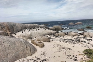 プライベート ツアー: ケープ半島とペンギン ビーチ、ケープ ポイントなど