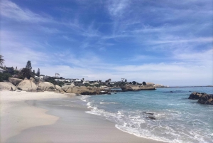 プライベート ツアー: ケープ半島とペンギン ビーチ、ケープ ポイントなど