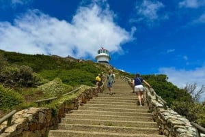 プライベート ツアー: ケープ半島とペンギン ビーチ、ケープ ポイントなど