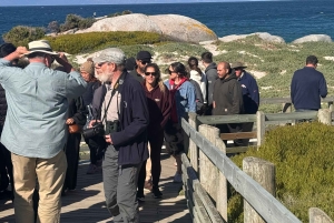 プライベート ツアー: ケープ半島とペンギン ビーチ、ケープ ポイントなど