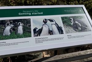 プライベート ツアー: ケープ半島とペンギン ビーチ、ケープ ポイントなど