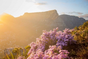 Private Tour: Cape Point, Penguin Beach, Chapmans Peak &more