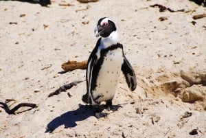 Prywatna wycieczka: Cape Point, Plaża Pingwinów, Chapmans Peak i więcej
